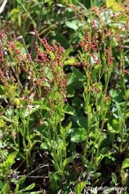 Attēlu rezultāti vaicājumam “Rumex acetosella flower”