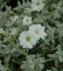 Image result for cerastium tomentosum