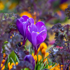 Attēlu rezultāti vaicājumam “Crocus vernus subsp. vernus flower”