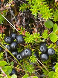 Attēlu rezultāti vaicājumam “Empetrum nigrum fruit”