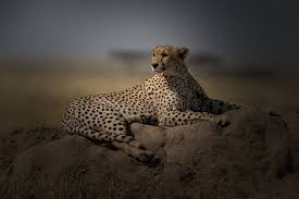 Afbeeldingsresultaat voor cheeta