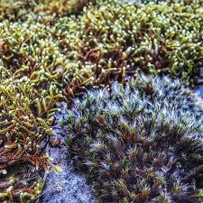 Attēlu rezultāti vaicājumam “Racomitrium heterostichum”