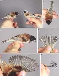 Attēlu rezultāti vaicājumam “Remiz pendulinus adult”