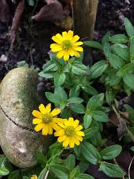 Image result for Sanvitalia procumbens