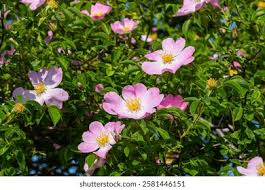 Image result for Rosa canina