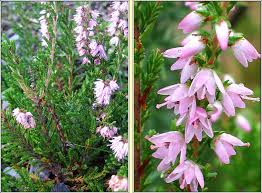 Attēlu rezultāti vaicājumam “Calluna vulgaris flower”
