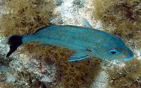 Image result for Haemulon carbonarium