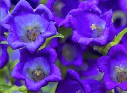 Image result for Campanula medium