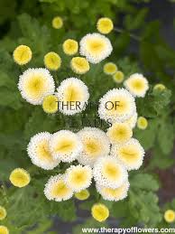 Image result for Tanacetum parthenium 'Tetraweiss'