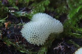 Attēlu rezultāti vaicājumam “Ceratiomyxa fruticulosa sessile”