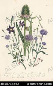 Attēlu rezultāti vaicājumam “Lobelia dortmanna bud”