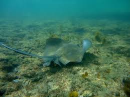 Image result for Hypanus say