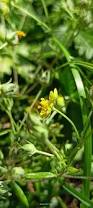 Image result for Potentilla argentea