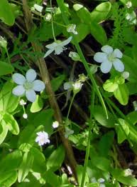 Attēlu rezultāti vaicājumam “Moehringia lateriflora flower”
