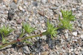 Attēlu rezultāti vaicājumam “Scleranthus perennis”