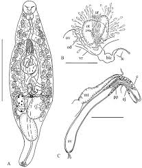 Image result for Myzopsetta ferruginea