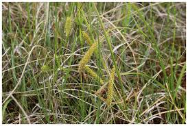 Attēlu rezultāti vaicājumam “Carex rostrata”
