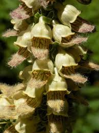 Image result for Digitalis ferruginea
