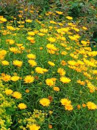 Image result for Buphthalmum salicifolium