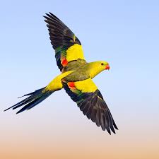 Image result for Bird