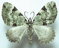 Attēlu rezultāti vaicājumam “Colostygia pectinataria”