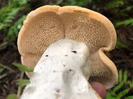 Attēlu rezultāti vaicājumam “Hydnum repandum”