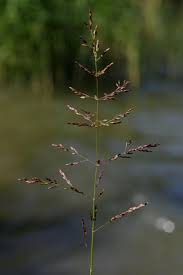 Attēlu rezultāti vaicājumam “Agrostis canina leaf”
