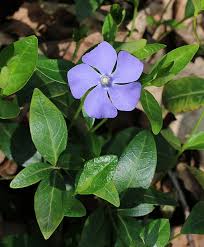 Attēlu rezultāti vaicājumam “Vinca minor leaf”