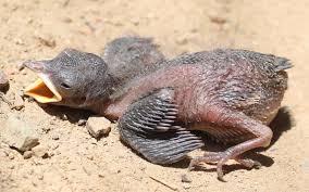 Attēlu rezultāti vaicājumam “Hirundo rustica juvenile”