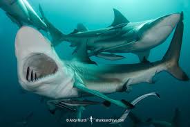 Image result for Carcharhinus limbatus