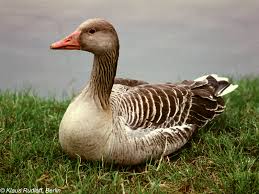 Attēlu rezultāti vaicājumam “Anser anser”
