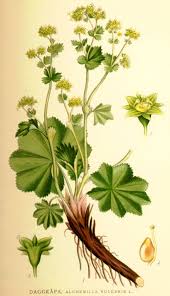 Attēlu rezultāti vaicājumam “Alchemilla vulgaris aggr. bud”