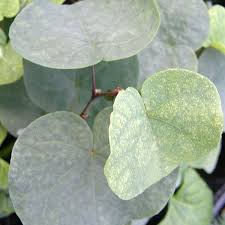 Attēlu rezultāti vaicājumam “Cercis siliquastrum”