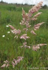 Attēlu rezultāti vaicājumam “Holcus lanatus  flower”