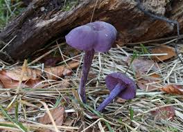 Attēlu rezultāti vaicājumam “Laccaria amethystina”