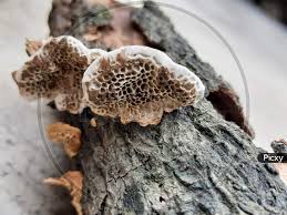 Attēlu rezultāti vaicājumam “Trichaptum abietinum”