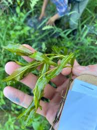 Attēlu rezultāti vaicājumam “Potamogeton praelongus leaf”