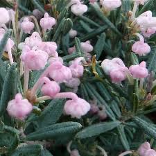 Attēlu rezultāti vaicājumam “Andromeda polifolia”