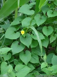 Attēlu rezultāti vaicājumam “Thladiantha dubia”