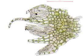 Attēlu rezultāti vaicājumam “Lophocolea bidentata”