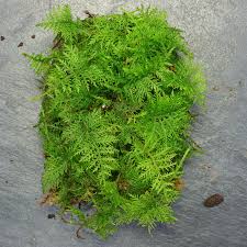 Attēlu rezultāti vaicājumam “Thuidium”