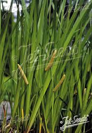 Image result for Acorus calamus