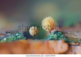 Attēlu rezultāti vaicājumam “Hemitrichia calyculata”