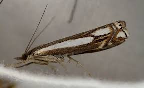 Attēlu rezultāti vaicājumam “Crambus heringiellus”