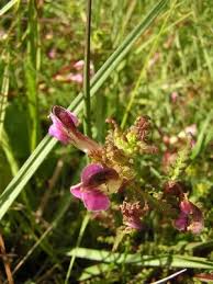Attēlu rezultāti vaicājumam “Pedicularis palustris leaf”
