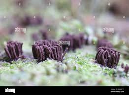 Attēlu rezultāti vaicājumam “Stemonitis virginiensis”