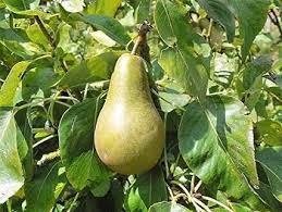 Attēlu rezultāti vaicājumam “Pyrus pyraster fruit”