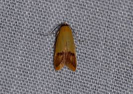 Attēlu rezultāti vaicājumam “Oecophoridae”