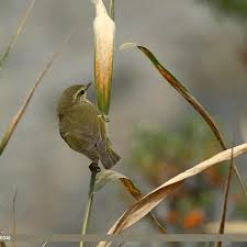 Attēlu rezultāti vaicājumam “Phylloscopus trochiloides”