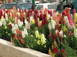 Image result for Antirrhinum majus